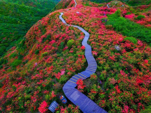 Máy ion Kiềm D005